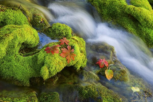 Unusual moss on rocks in the water