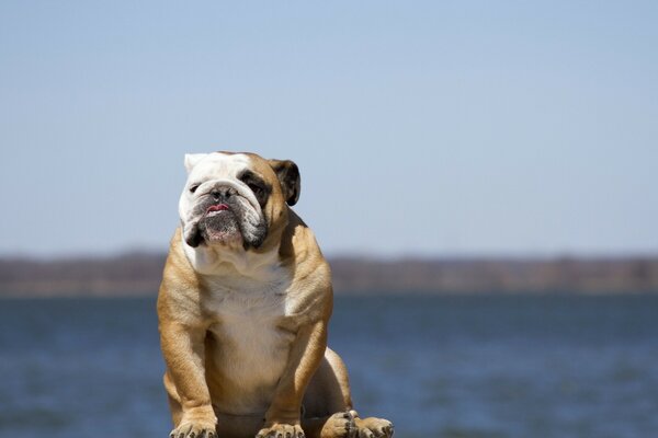 Paesaggio divertente bulldog inglese