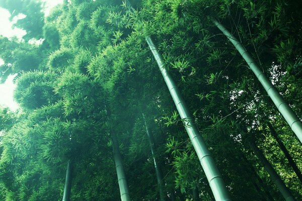 Verdure et forêt de bambous