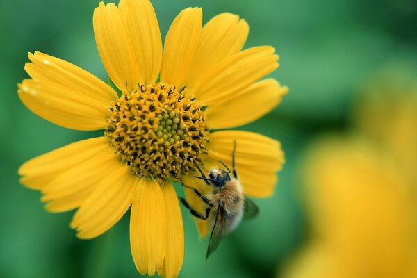 Сбор пыльцы на желтом цветке. Трудолюбивая пчела