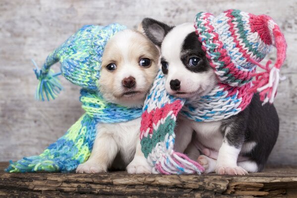 Puppies in knitted hats and scarves