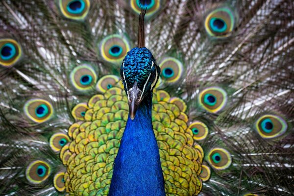 Tail and head of a peacock photo