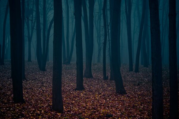 Baumstämme im düsteren Herbstwald