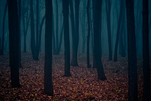 Troncos de árboles en el bosque sombrío de otoño