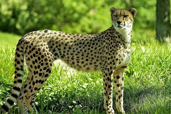 Cheetah in the green grass
