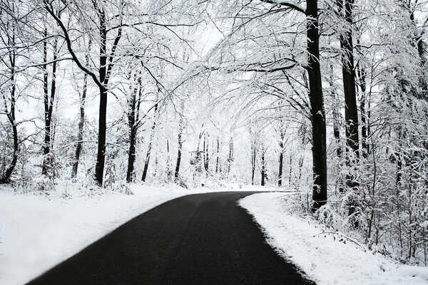 Senza strada affollata nella foresta innevata