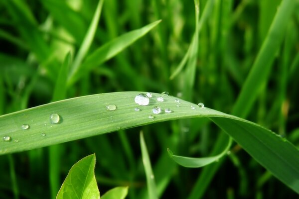 Les gouttes de pluie reposent sur les feuilles d herbe