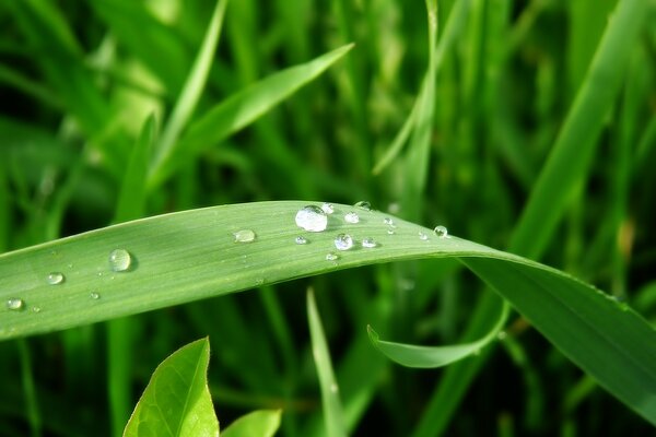Капельки дождя отдыхают на листьях травы