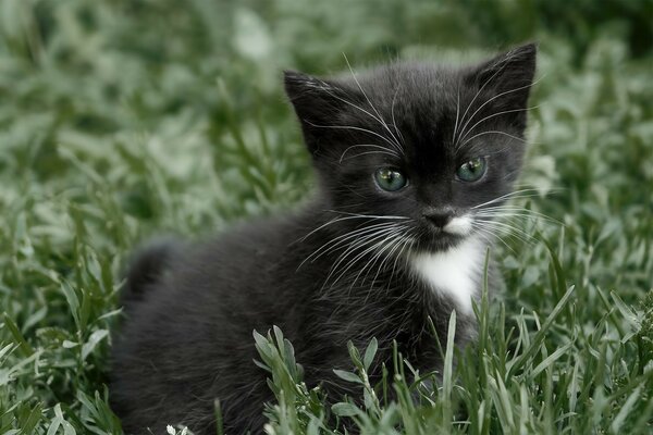 Gatito blanco y negro en la hierba