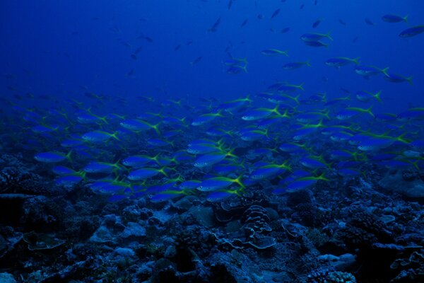 Alte blaue Fische im Ozean