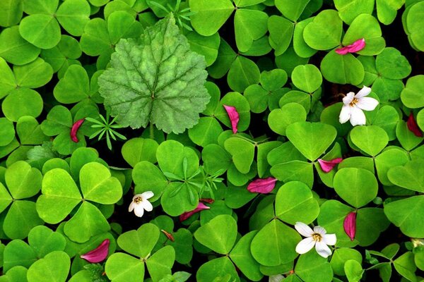 Green grass clover with pink petals