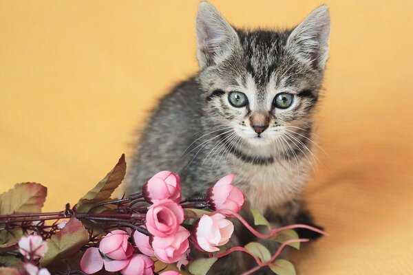 Grey kitten and pink flowers