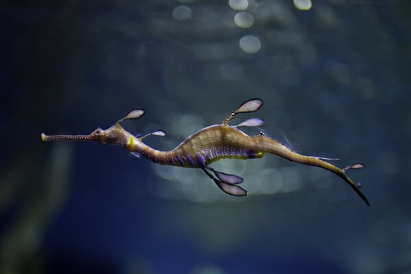 The sea Dragon is a ragpicker horse