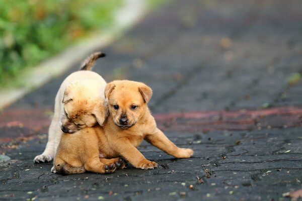 Hund ist ein guter Freund des Hundes