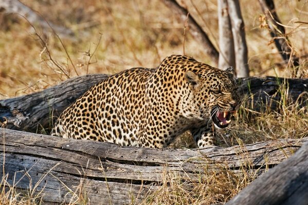 El leopardo salvaje defiende el territorio