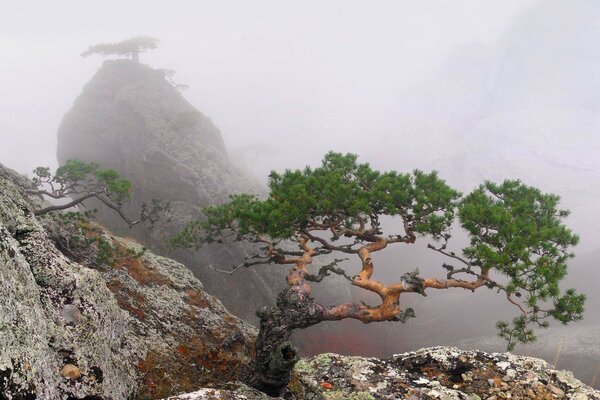 Bäume auf den Felsen auf der Krim