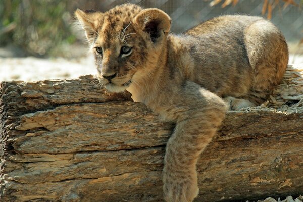 Petit lionceau sur une bûche