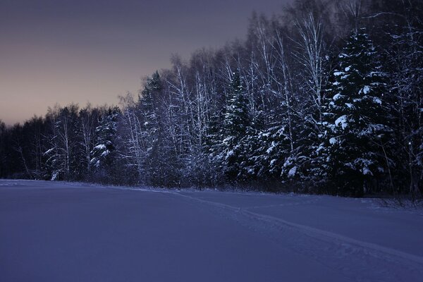 Bosque de invierno en la noche oscura