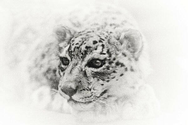 Pencil drawing of a snow leopard