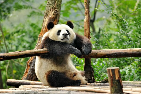 Panda che riposa nel parco