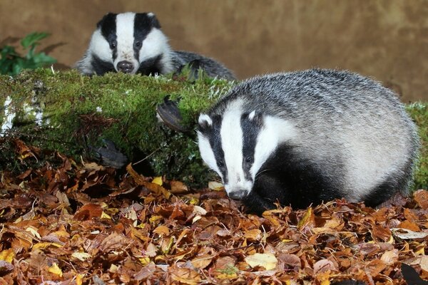 The leaves have fallen. Animals rustle in them