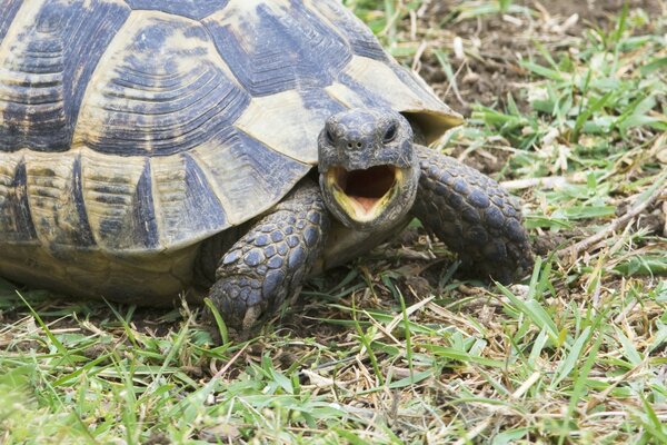 Landschildkröte isst Gras