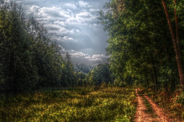 Strada forestale bordo di alberi verdi