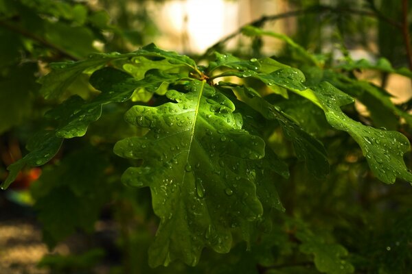 Large oak leaves after rain