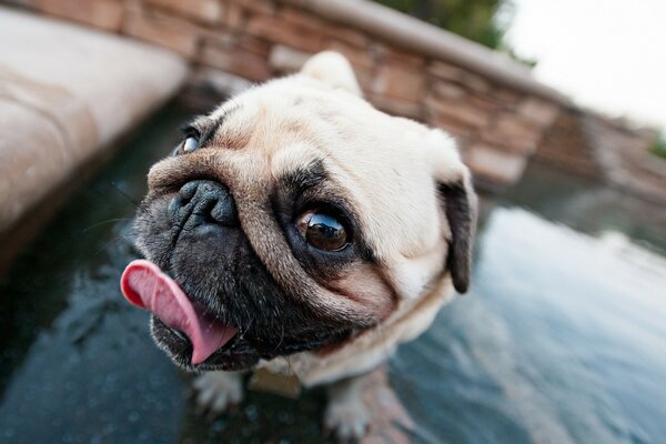 Hund der Rasse Mops zeigt Zunge