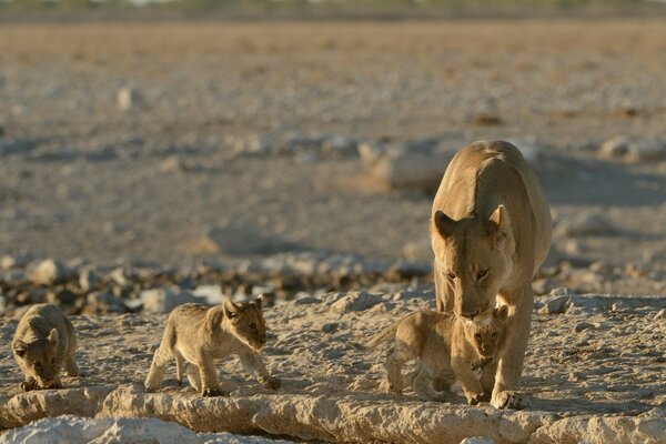 Lion cubs with their mother on a walk