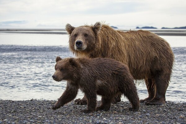 Osos pardos en un lago en Alaska