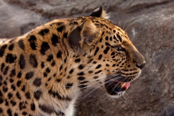 Amur leopard desktop picture