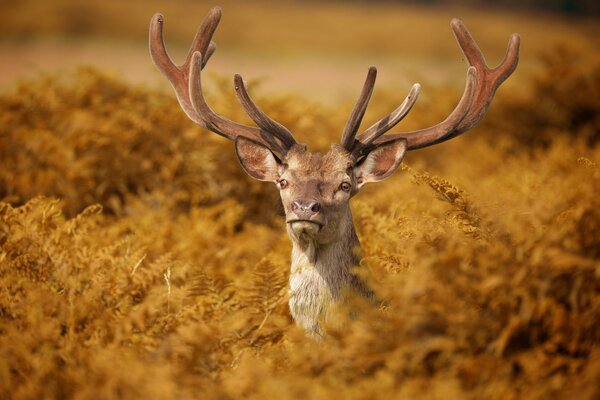 Graceful horned deer among the grass