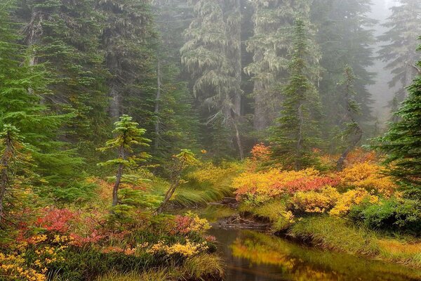 Splendida foto del paesaggio autunnale nella foresta