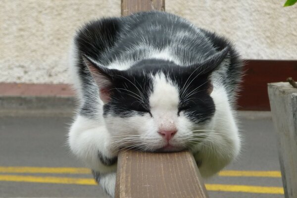 Gatto bianco e nero addormentato sulla ringhiera