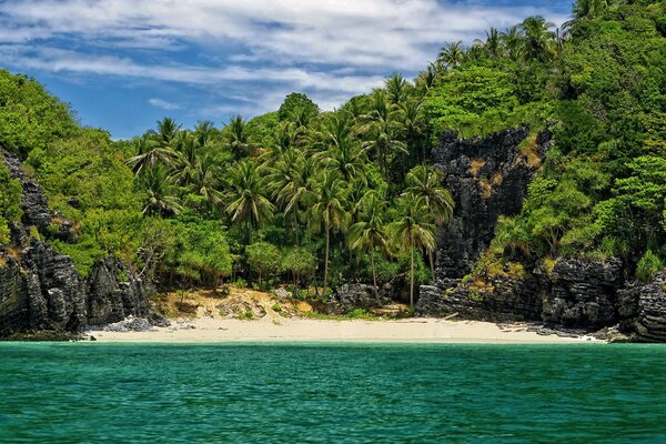 A beach in a secluded place among palm trees