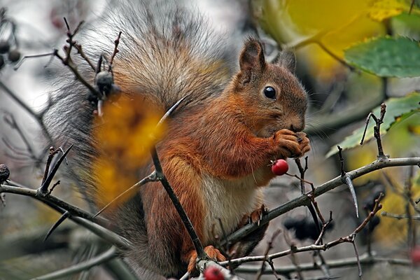 Eichhörnchen isst Beeren im Winter