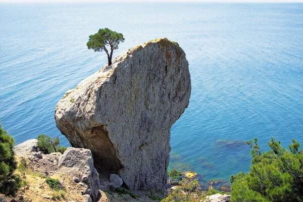 A lonely pine tree on a cliff by the sea