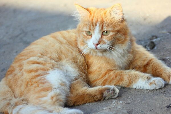 Fluffy Ginger cat lying on the Ground