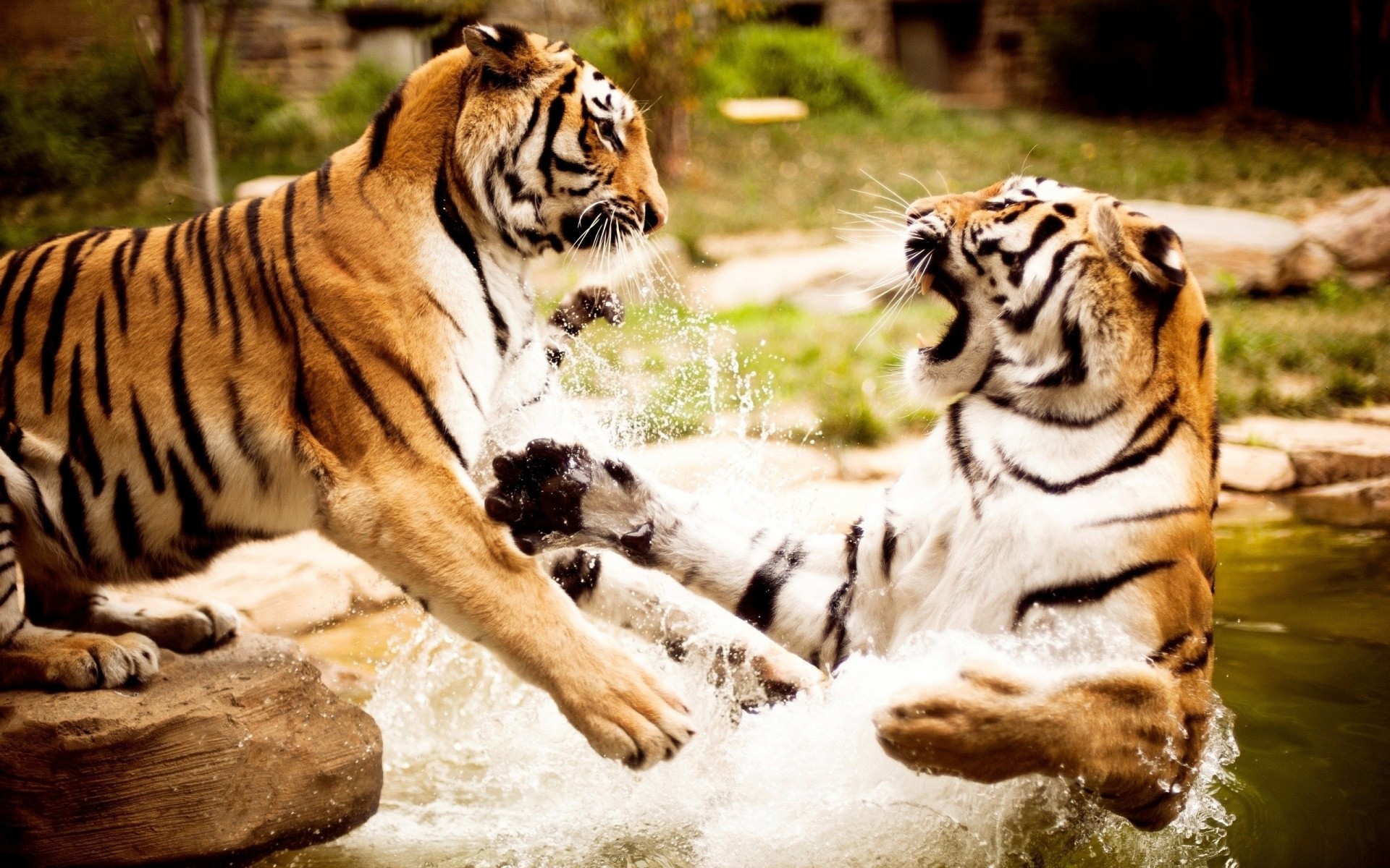 animaux eau combat tigres photographie