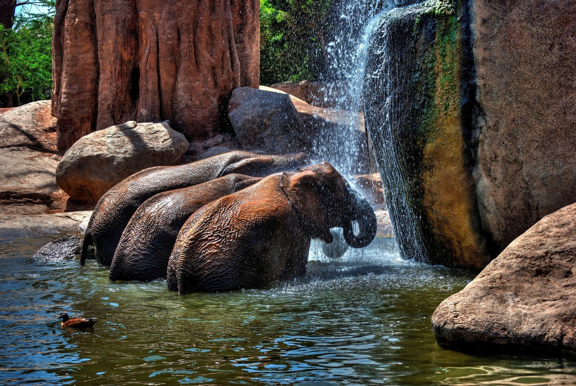 pierres eau douche éléphants