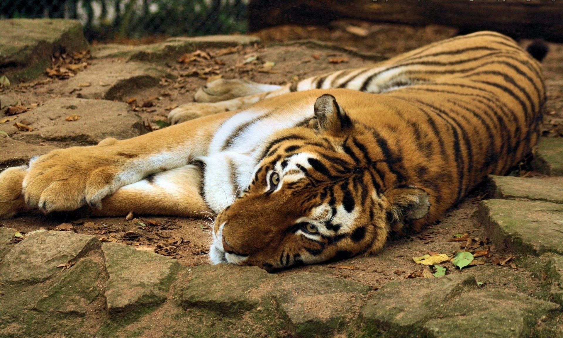 steine liegt beine zähne tiger