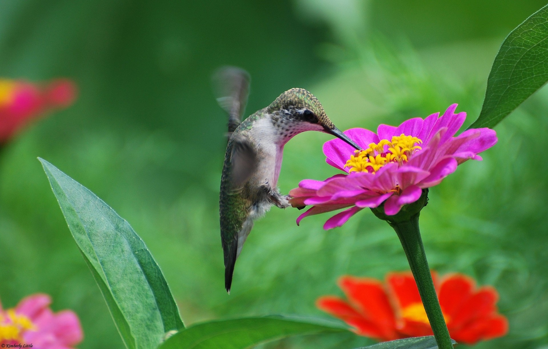 vögel zinia rosa blumen kolibris