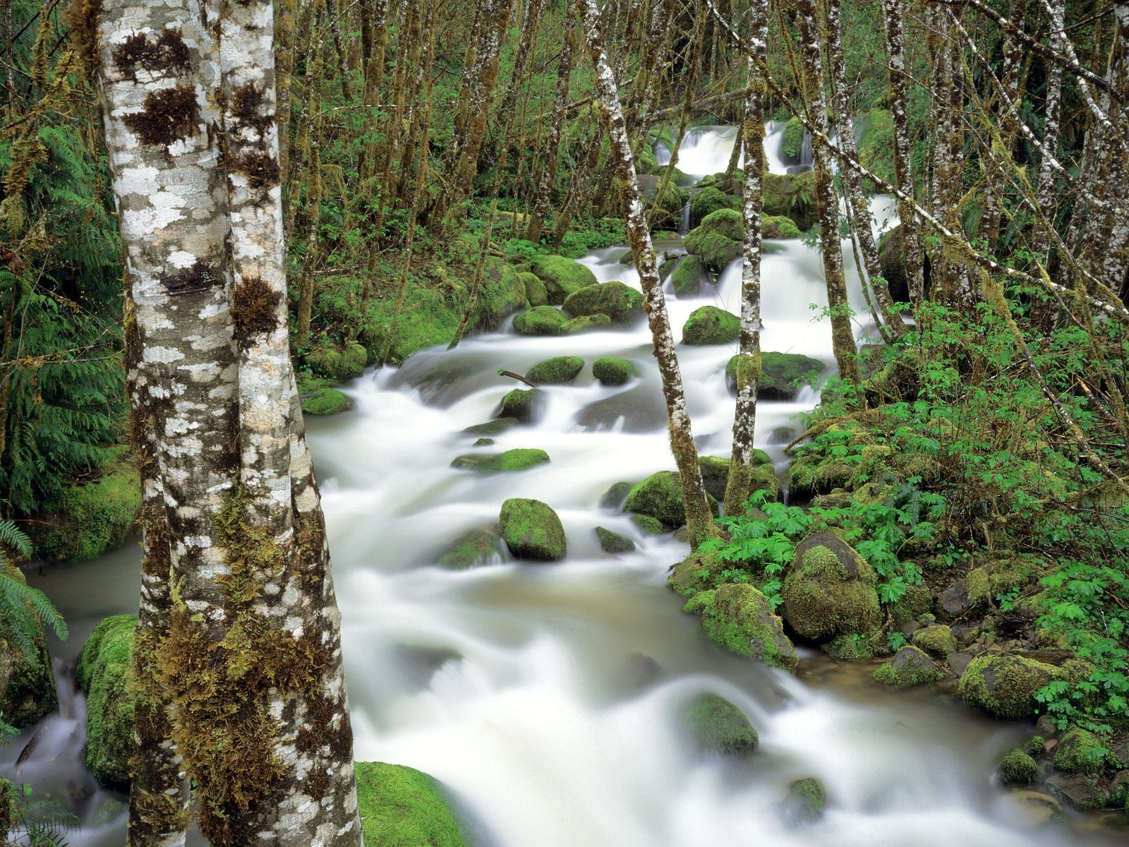 nature forest river