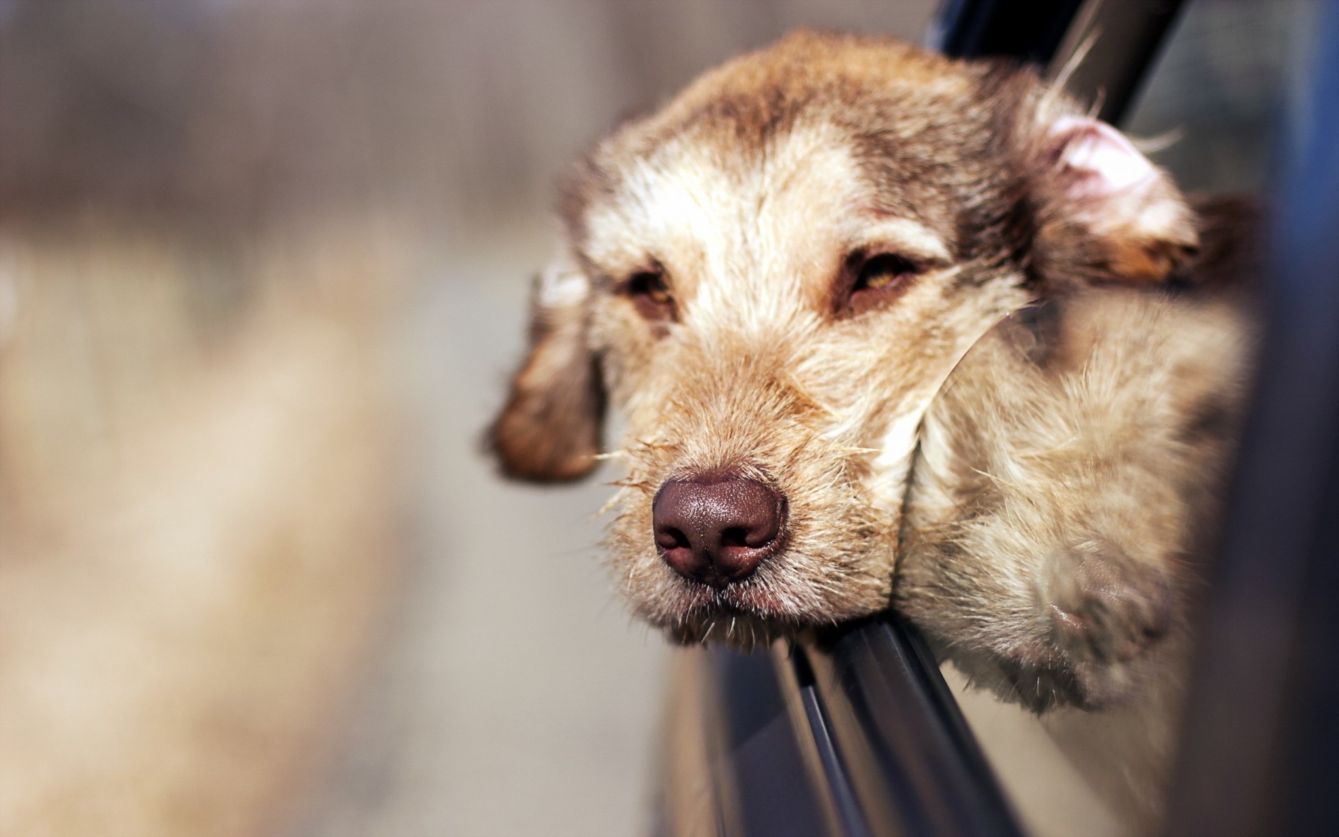 perro amigo coche vista