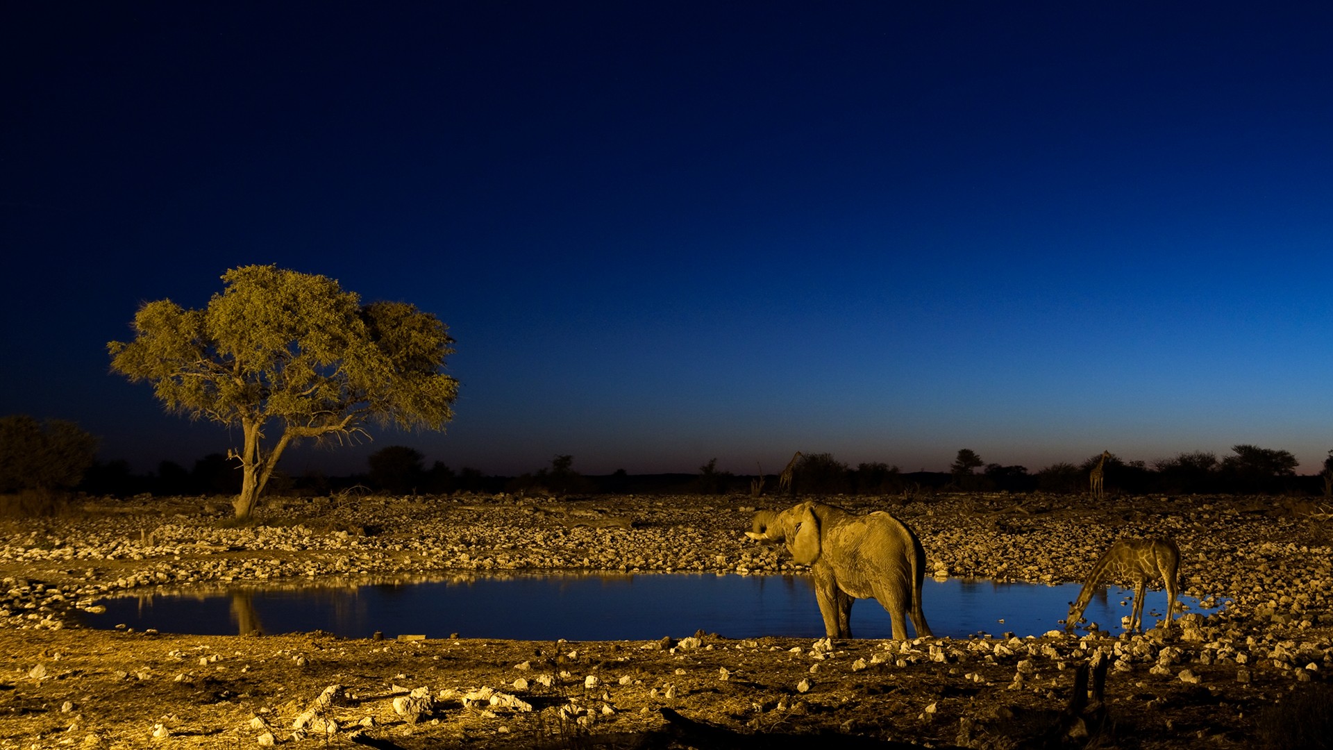 notte abbeveratoio elefante giraffa