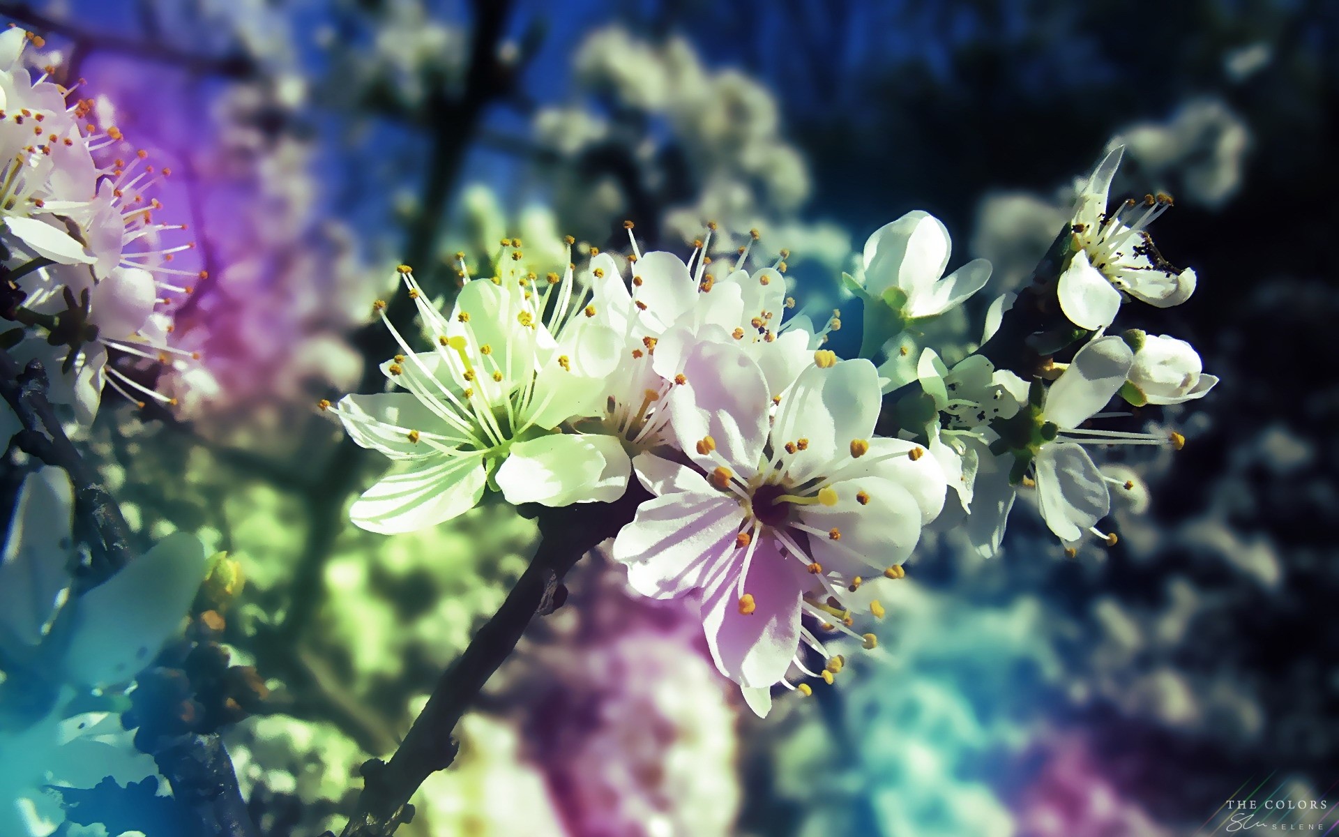 ramo primavera fioritura