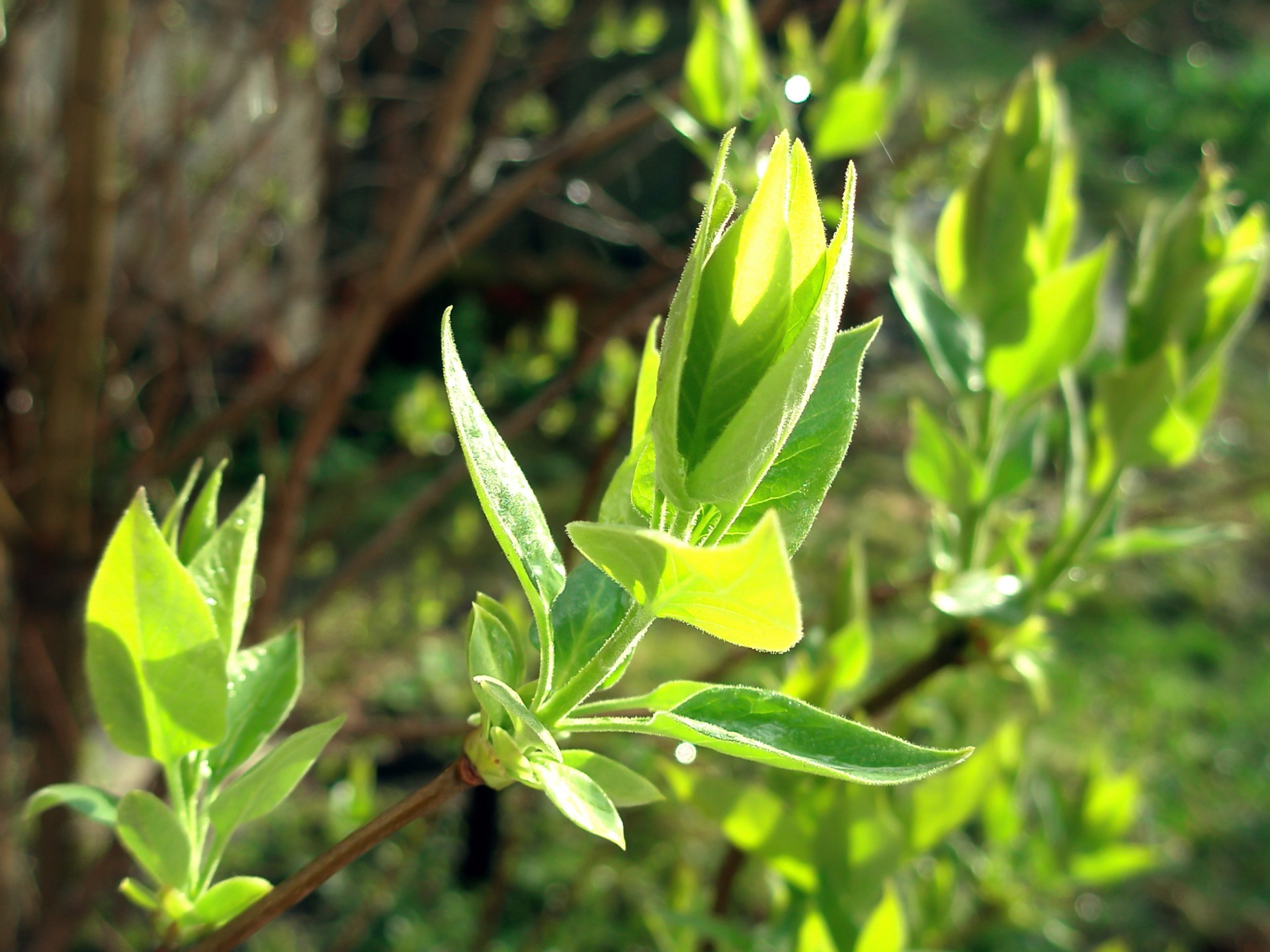 printemps nature gris