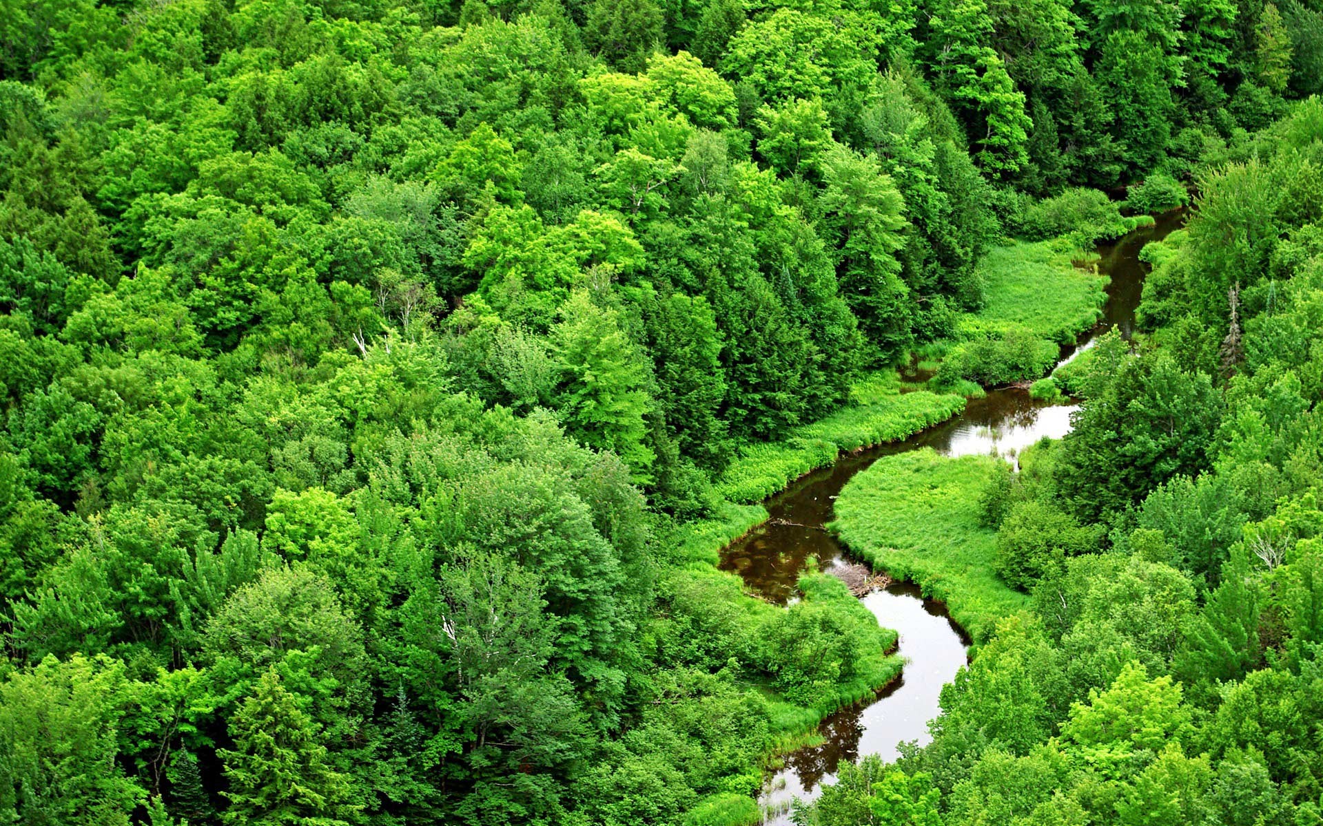 Зеленый лес с рекой