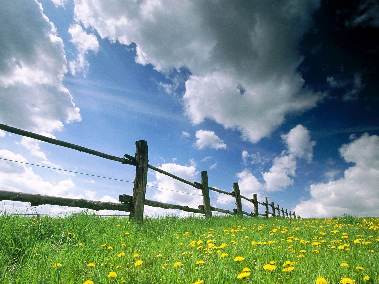 dandelions grass sky fence meadow the field